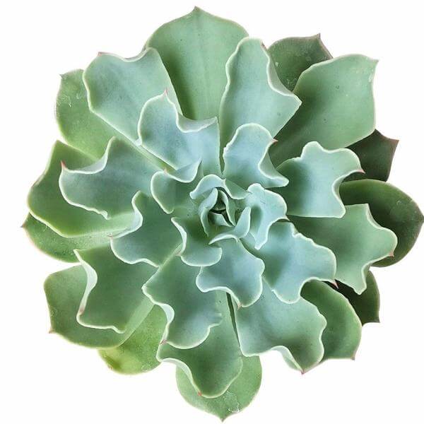 succulent grey leaves Echeveria Gray Curl Rosette Succulent - Perfect for Wedding Arrangements