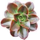 How to grow Echeveria Melaco, How to care echeveria succulents for thanksgiving, Easter echeveria gift, echeveria, echeveria succulent, echeveria types, succulent echeveria, buy succulents online, succulent shop, succulent store, echeveria plant, indoor succulents