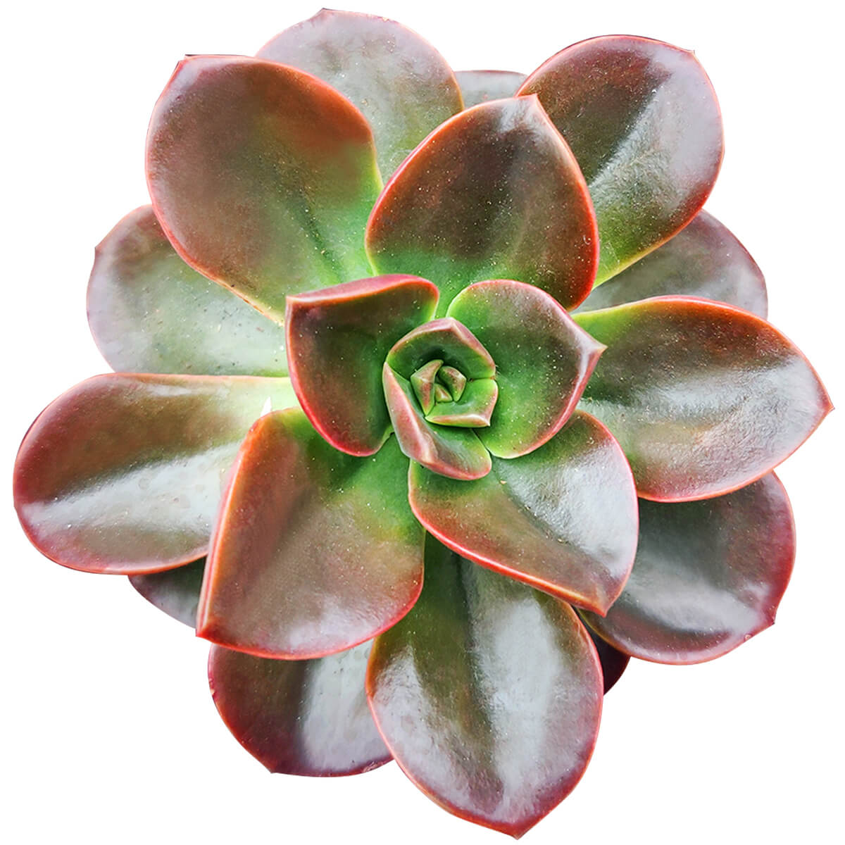 Echeveria Melaco for sale, how to grow succulents, succulents store in CA, succulent care, monthly succulents, Succulents shop near me, Succulents, succulent care guide, Rare succulents, Echeveria Melaco in California, How to grow Echeveria Melaco, How to care echeveria succulents for thanksgiving, Easter echeveria gift, echeveria, echeveria succulent, echeveria types, succulent echeveria, buy succulents online, succulent shop, succulent store, echeveria plant, indoor succulents