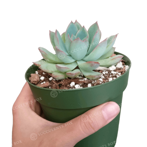 echeveria apus succulent plant Echeveria Apus Succulent Hybrids | Succulent Gift Ideas