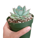 Echeveria Apus Succulent, cactus, Succulents, succulent care tips, succulent care guide, how to grow succulents, Rare succulents, succulents shop in California, indoor succulents, Echeveria Apus Succulent in California, How to grow Echeveria Apus Succulent, Succulent Plants for Thanksgiving Decor, indoor succulents, echeveria, echeveria succulent, echeveria types, succulent echeveria, buy succulents online, succulent shop, succulent store, echeveria plant
