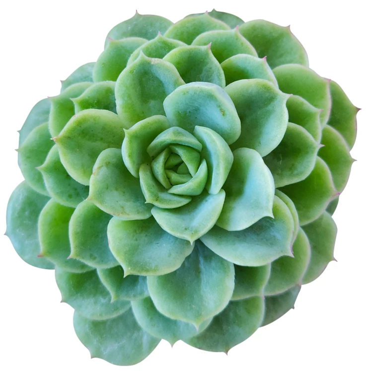 Echeveria Lime and Chili Succulent, Echeveria Lime n Chile Plant, Lime Green Rosettes, Buy Succulents Online, Shop Succulents in California, Lime Green Echeveria Succulent Plant, Rosettes Succulent, Thanksgiving succulents gift, Easter succulents idea, Growing succulents for thanksgiving, echeveria, echeveria succulent, echeveria types, succulent echeveria, buy succulents online, succulent shop, succulent store, echeveria plant,  indoor succulents