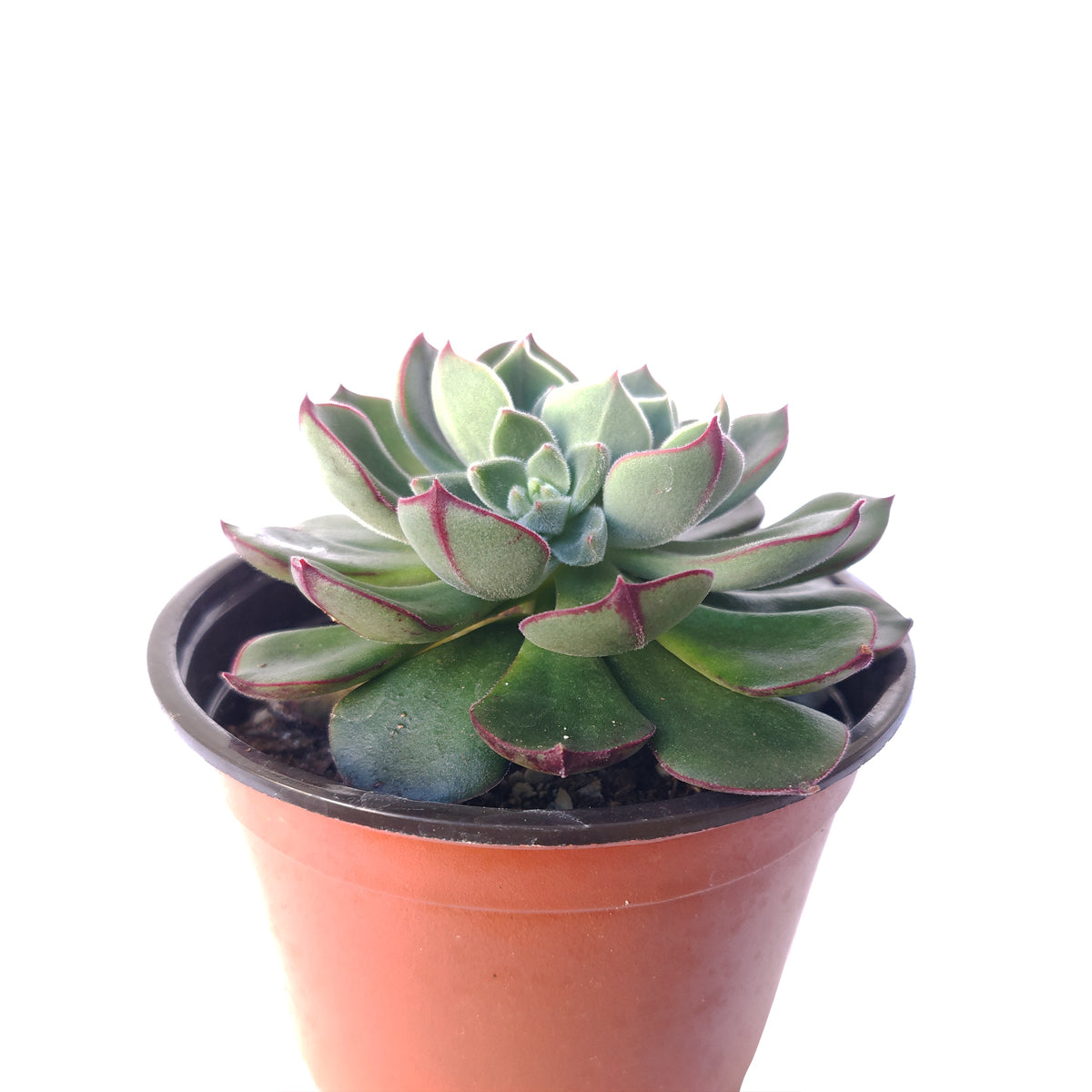 Echeveria Ciliata x Nodulosa, Echeveria Ciliata x Nodulosa hybrid succulent plant, Echeveria Ciliata x Nodulosa Care Guide, How to grow Echeveria Ciliata x Nodulosa, How to care Echeveria Ciliata x Nodulosa succulent, green rosetted succulent, succulents, succulents subscription, succulents gift for female, succulent decoration, echeveria, echeveria succulent, echeveria types, succulent echeveria, buy succulents online, succulent shop, succulent store, echeveria plant, indoor succulents