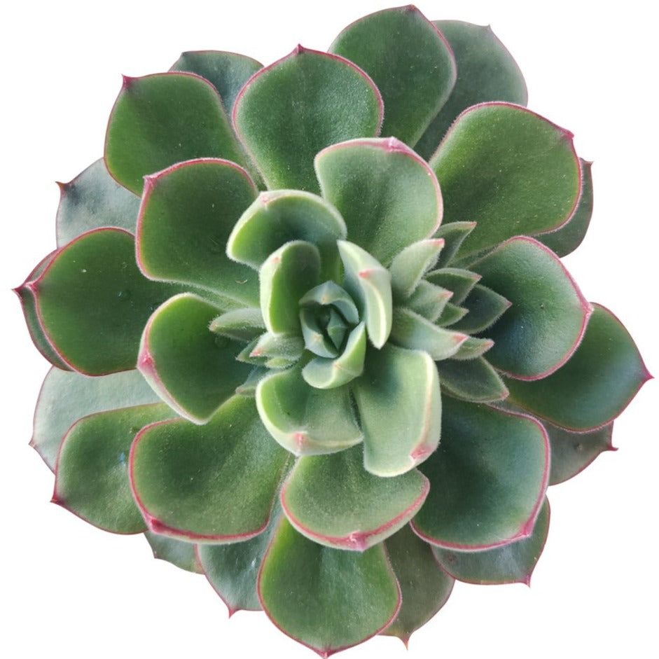 nodulosa succulent Echeveria Ciliata x Nodulosa Succulent with Care Instruction