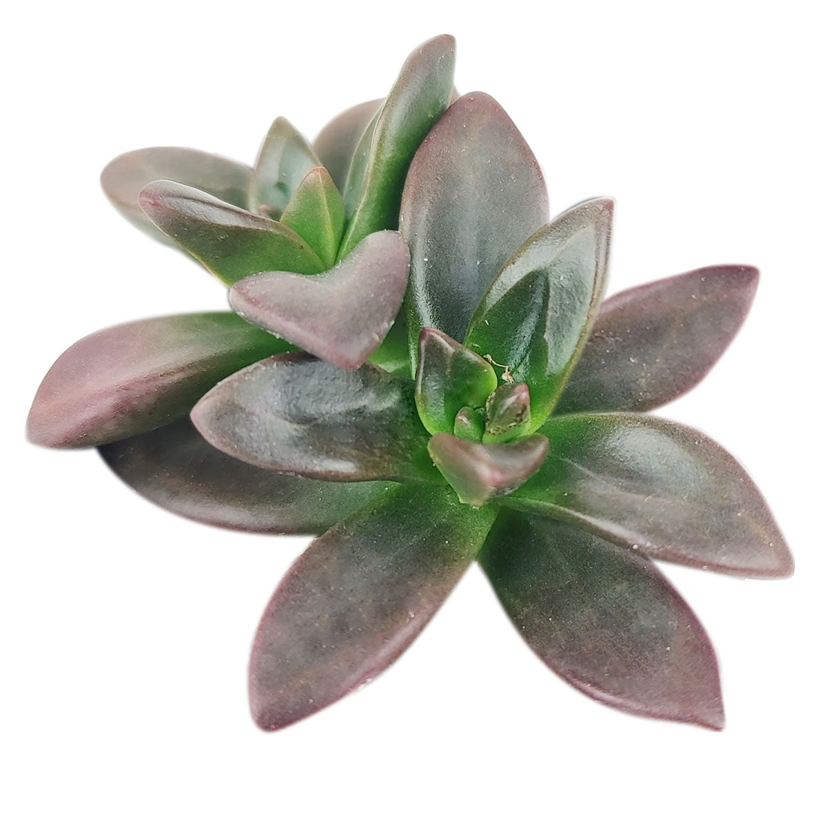 licorice succulent Echeveria Licorice - Rosette Succulents - Succulents Care Guide