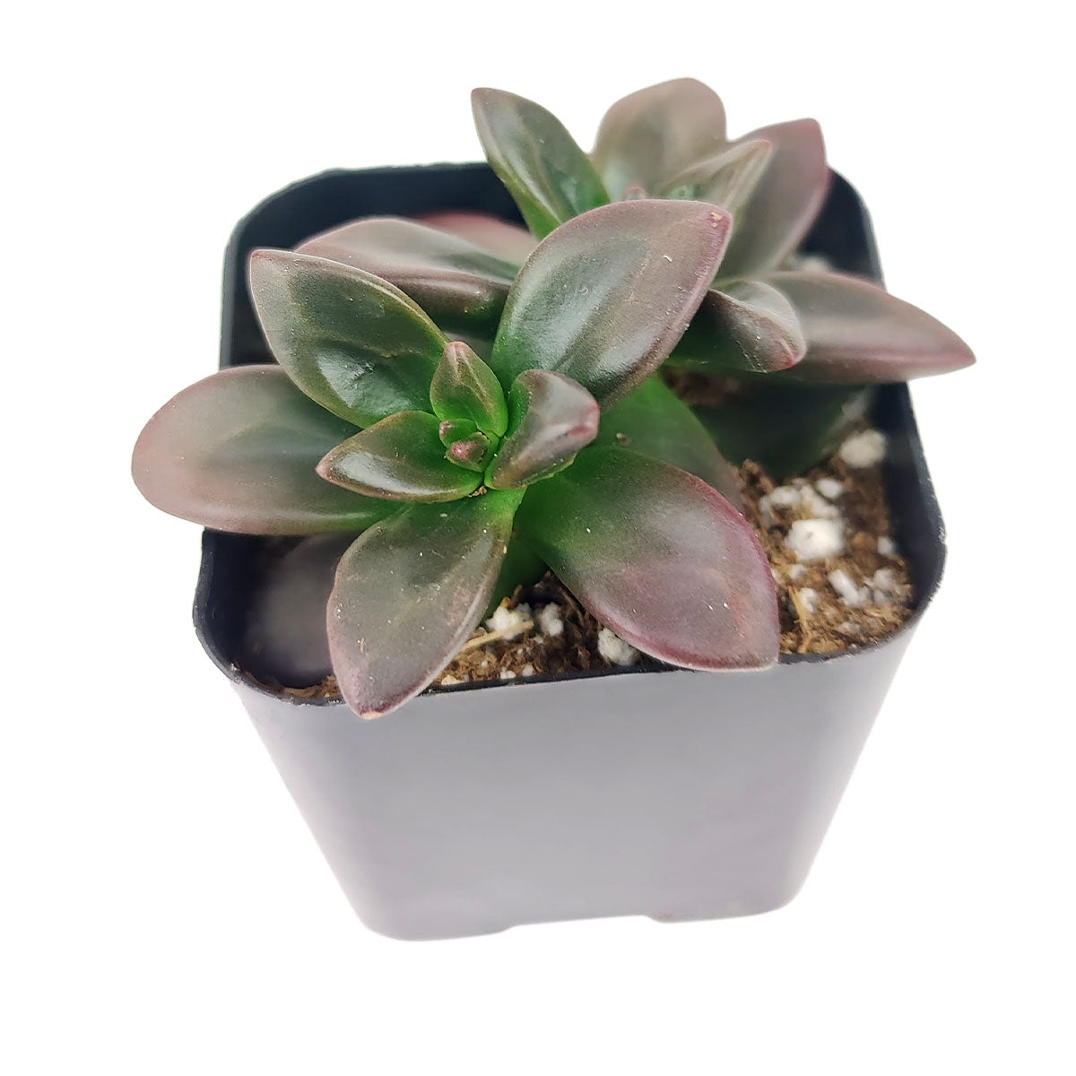 licorice plant care indoor Echeveria Licorice - Rosette Succulents - Succulents Care Guide