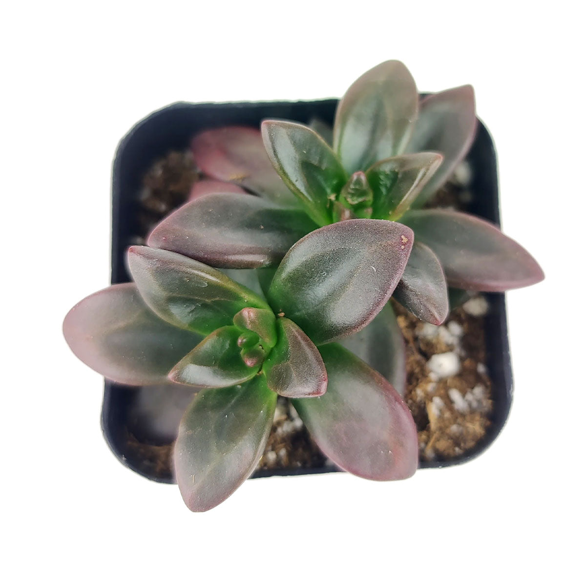 Echeveria Licorice, buy Echeveria Licorice online, growing care tips for Echeveria Licorice, how to care for Echeveria Licorice, pet-friendly succulents, colorful foliage succulents, Echeveria Licorice for sale