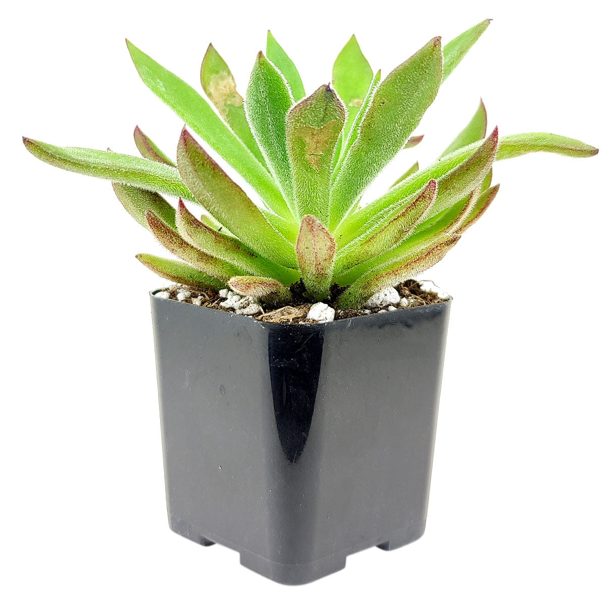 Echeveria Pulvinata x Setosa for sale, Rare succulents, monthly succulents, succulent care guide, succulents store in CA, succulent subscription, Echeveria Pulvinata x Setosa in California, How to grow Echeveria Pulvinata x Setosa, indoor succulents, echeveria, echeveria succulent, echeveria types, succulent echeveria, buy succulents online, succulent shop, succulent store, echeveria plant