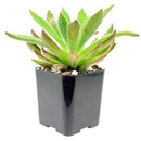 Echeveria Pulvinata x Setosa for sale, Rare succulents, monthly succulents, succulent care guide, succulents store in CA, succulent subscription, Echeveria Pulvinata x Setosa in California, How to grow Echeveria Pulvinata x Setosa, indoor succulents, echeveria, echeveria succulent, echeveria types, succulent echeveria, buy succulents online, succulent shop, succulent store, echeveria plant