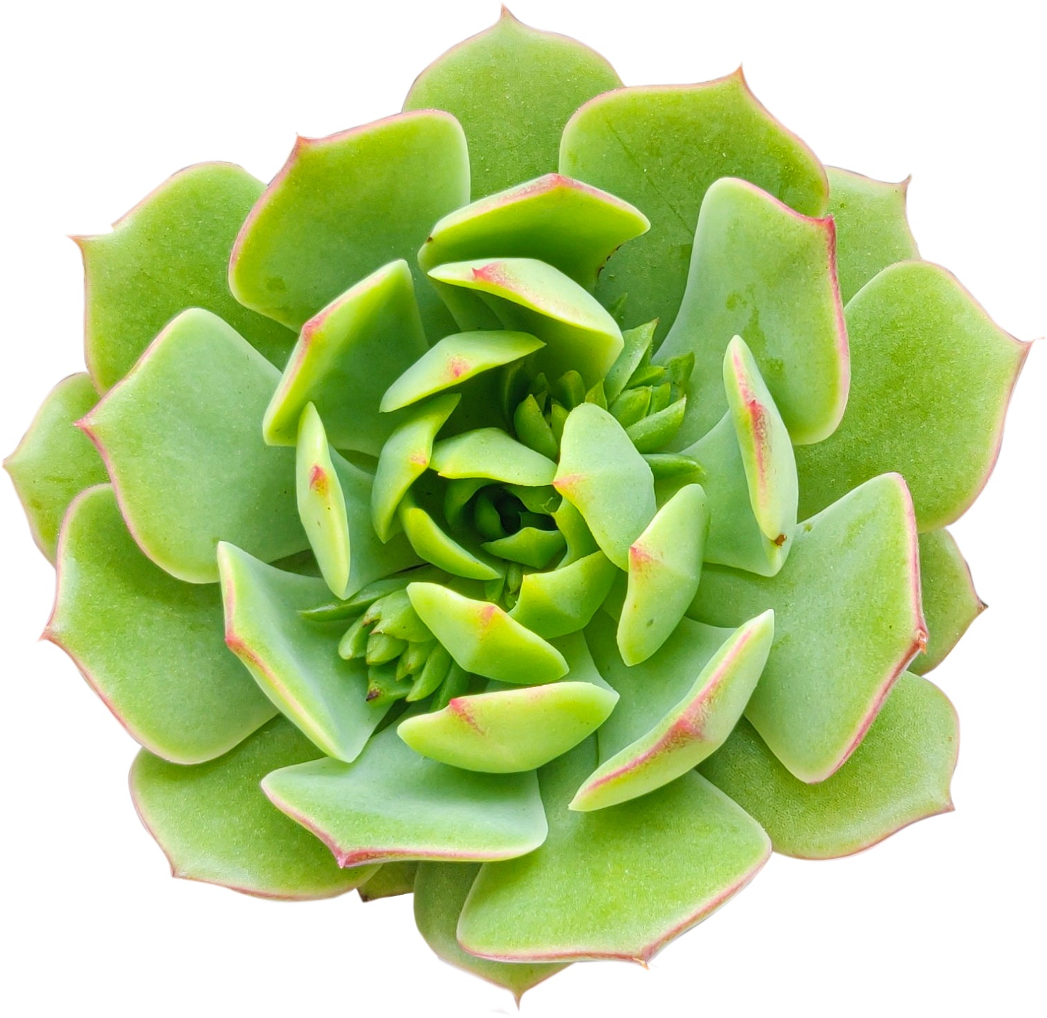 ramillette succulent Echeveria Ramillette Succulent | Mexican Hens and Chicks Care Guide