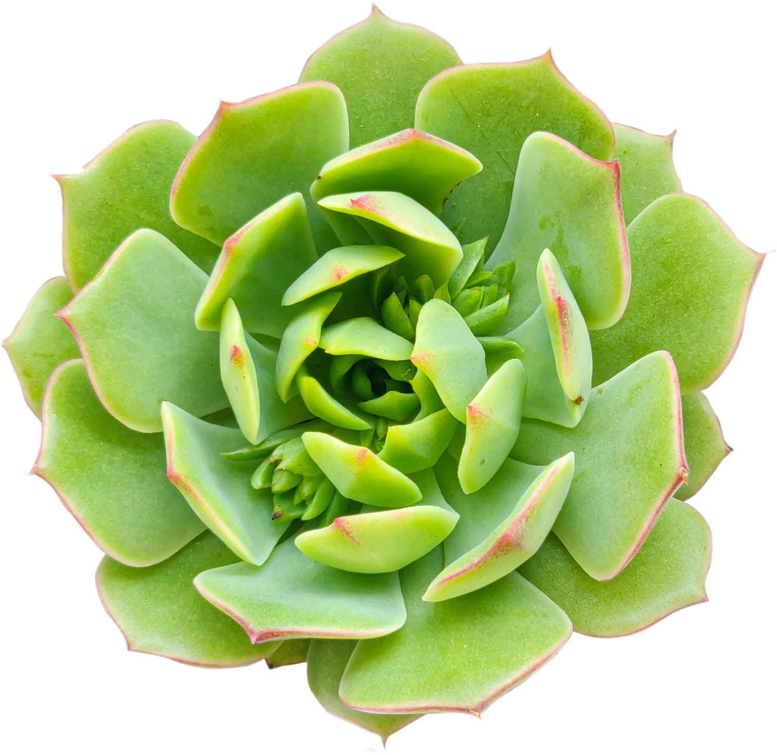 Echeveria Ramillette Succulent Plant, Mexican Hens and Chicks, Apple Green Rosettes, Buy Succulents Online, Shop Succulents in California, Succulents Home Decor, Types of Echeveria Succulents, Easter echeveria gift, Echeveria gift for thanksgiving, echeveria, echeveria succulent, echeveria types, succulent echeveria, buy succulents online, succulent shop, succulent store, echeveria plant, indoor succulents
