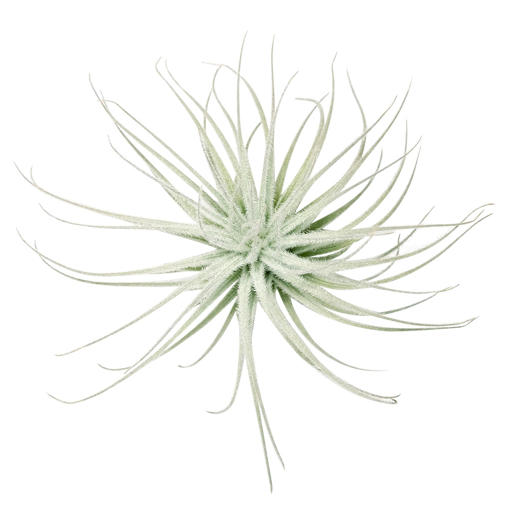 Live Air Plant Randomly Picked