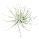 Live Air Plant Randomly Picked