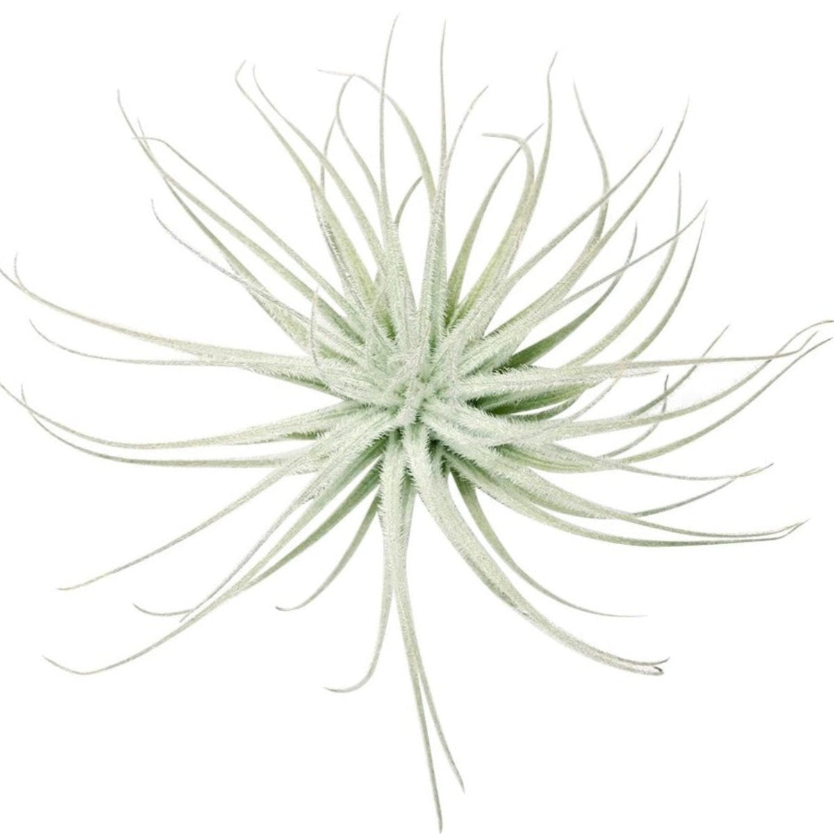 snowball air plant Succulents Box Nana Air Plant 2'' Long | Unique Collection Of Low Maintenance Live Air Plants Variety Of Different Species | Air Plants Gift Box