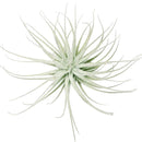 Tillandsia Tectorum Ecuador airplant for sale, Types of air plants, How to care for airplants, Airplant Gift Box, Airplant decoration ideas, Airplant subscription box monthly