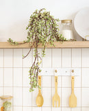 Variegated Elephant Bush, indoor succulents, succulents shop in California, monthly succulents, succulent care guide, succulent care tips, cactus, succulents store in CA, succulent plant, Variegated Elephant Bush in California, How to grow Variegated Elephant Bush, dwarf jade plant, jade plant for sale, lucky plant for sale, money tree for sale