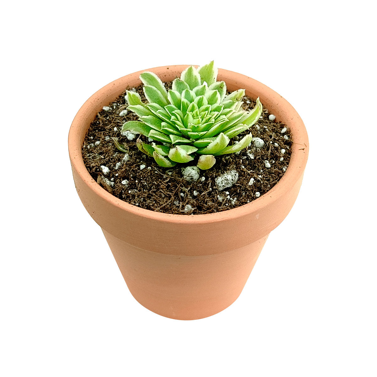 Aeonium Emerald Ice Bright Green Rosette Succulent for sale, How to grow and care for Aeonium Succulent Plant, Aeonium Emerald Ice Propagation, Premium Succulent Gift Box for any occasion, Aeonium Emerald Ice Succulent with care guide, Succulent &amp; Cactus for sale
