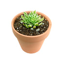 Succulent for sale, How to grow and care for Aeonium Succulent Plant, Aeonium Emerald Ice Propagation, Premium Succulent Gift Box for any occasion, Aeonium Emerald Ice