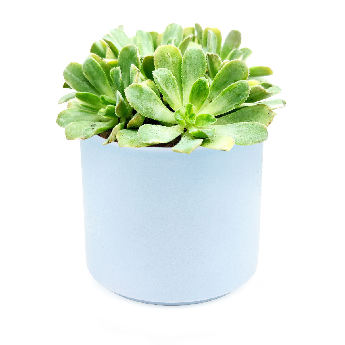 Aeonium Emerald Ice Bright Green Rosette Succulent for sale, How to grow and care for Aeonium Succulent Plant, Aeonium Emerald Ice Propagation, Premium Succulent Gift Box for any occasion, Aeonium Emerald Ice Succulent with care guide, Succulent &amp; Cactus for sale