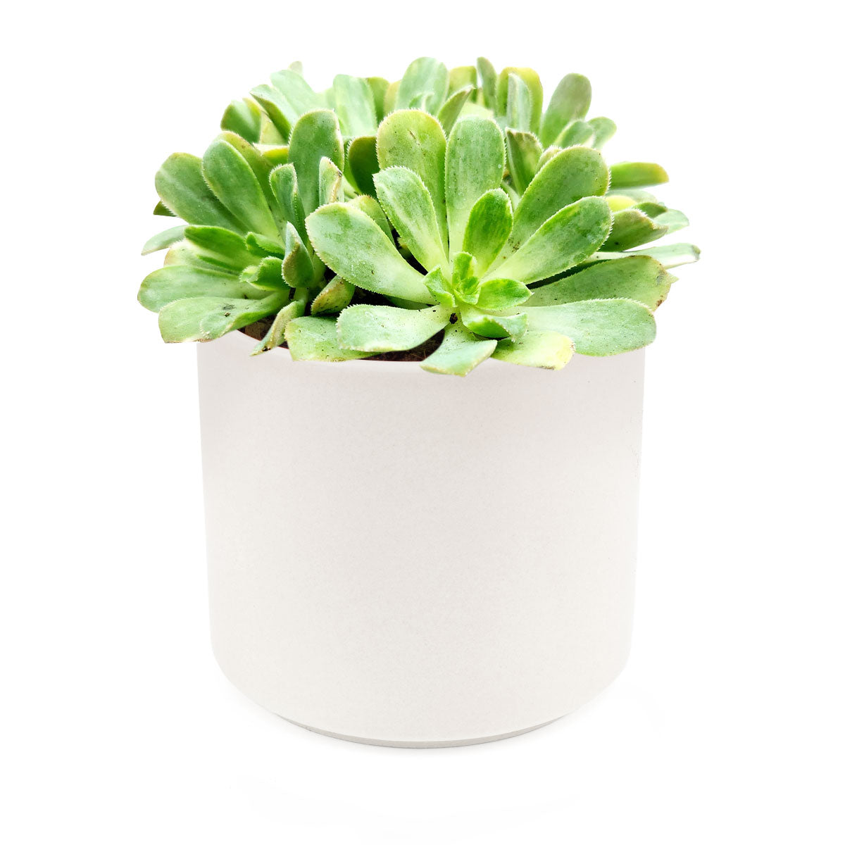 Aeonium Emerald Ice Bright Green Rosette Succulent for sale, How to grow and care for Aeonium Succulent Plant, Aeonium Emerald Ice Propagation, Premium Succulent Gift Box for any occasion, Aeonium Emerald Ice Succulent with care guide, Succulent &amp; Cactus for sale