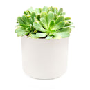 Succulent for sale, How to grow and care for Aeonium Succulent Plant, Aeonium Emerald Ice Propagation, Premium Succulent Gift Box for any occasion, Aeonium Emerald Ice