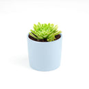 Succulent for sale, How to grow and care for Aeonium Succulent Plant, Aeonium Emerald Ice Propagation, Premium Succulent Gift Box for any occasion, Aeonium Emerald Ice