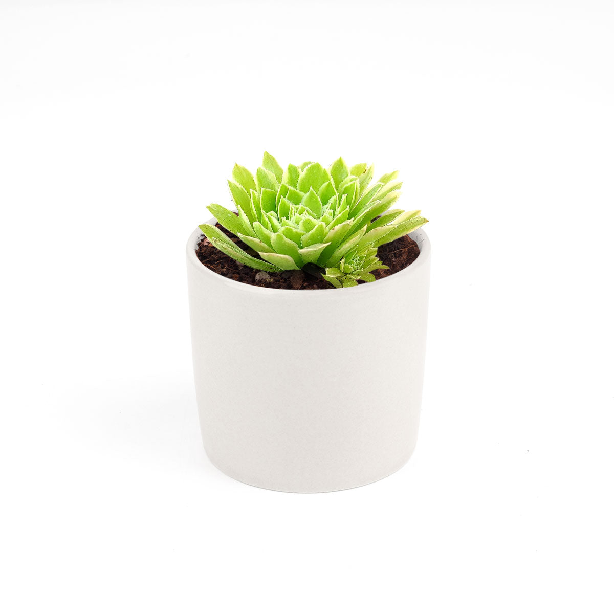 Aeonium Emerald Ice Bright Green Rosette Succulent for sale, How to grow and care for Aeonium Succulent Plant, Aeonium Emerald Ice Propagation, Premium Succulent Gift Box for any occasion, Aeonium Emerald Ice Succulent with care guide, Succulent &amp; Cactus for sale