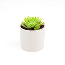 Succulent for sale, How to grow and care for Aeonium Succulent Plant, Aeonium Emerald Ice Propagation, Premium Succulent Gift Box for any occasion, Aeonium Emerald Ice