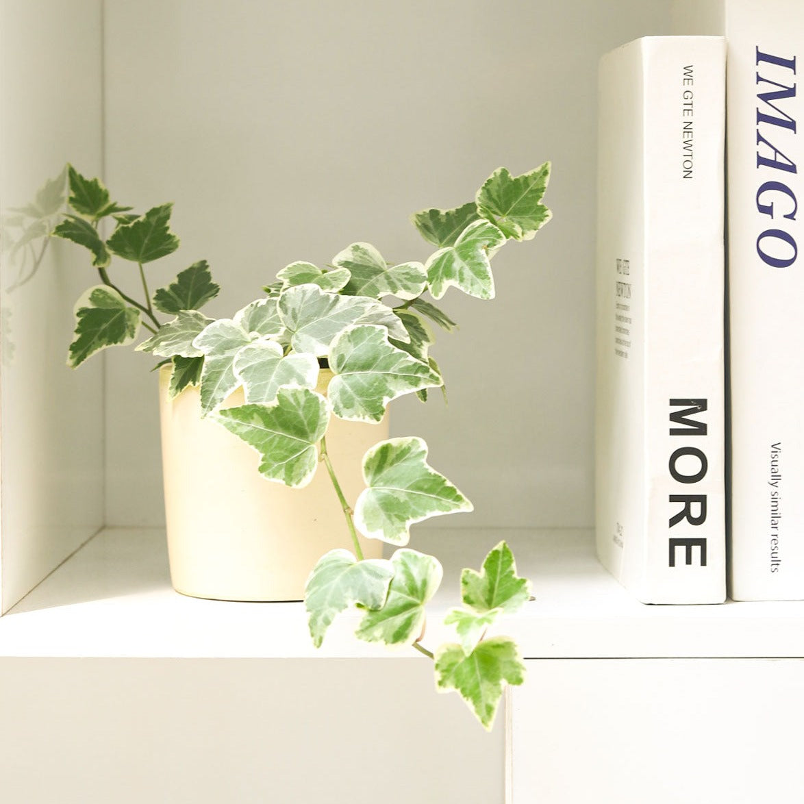 best climbing indoor plants Variegated Kolibri English Ivy