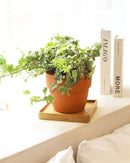 Ivy Kolibre care, Ivy Kolibre near me, trailing houseplants, best trailing plants, indoor trailing houseplant, ivy plant décor ideas, ivy plant gift ideas, Kolibre ivy care, common Ivy Plants