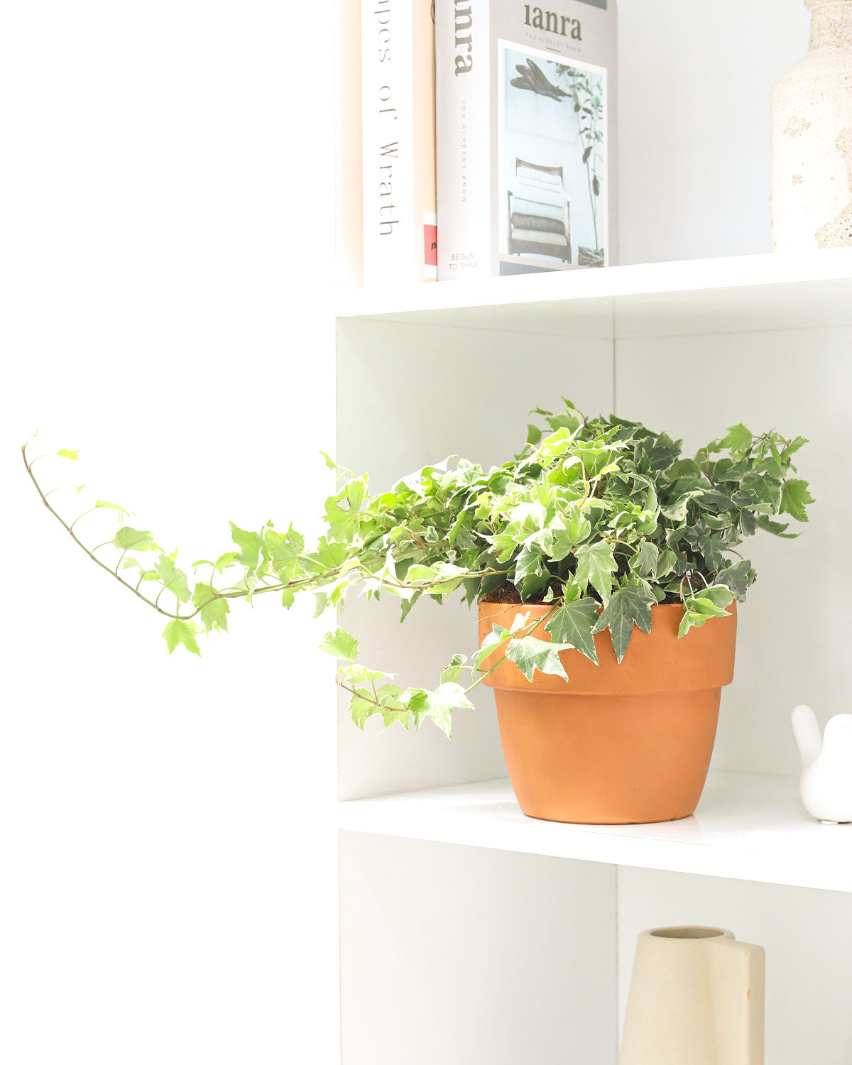 Ivy Kolibre, Hedera helix Kolibri, English Ivy Kolibre, ivy plant, kolibre ivy, ivy plant care, ivy plant for sale, Ivy Kolibre care, Ivy Kolibre near me, trailing houseplants, best trailing plants, indoor trailing houseplant, ivy plant décor ideas, ivy plant gift ideas, Kolibre ivy care