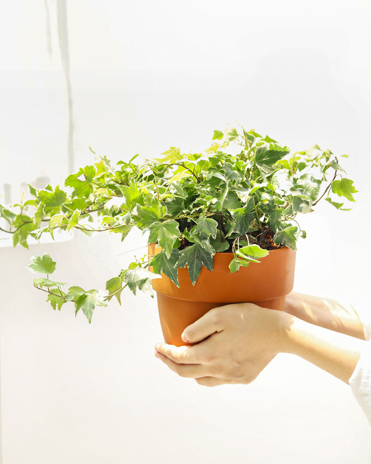 Ivy Kolibre, Hedera helix Kolibri, English Ivy Kolibre, ivy plant, kolibre ivy, ivy plant care, ivy plant for sale, Ivy Kolibre care, Ivy Kolibre near me, trailing houseplants, best trailing plants, indoor trailing houseplant, ivy plant décor ideas, ivy plant gift ideas, Kolibre ivy care