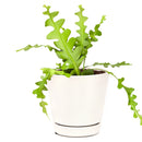 Fishbone Cactus, cactus, cactus succulent, succulent cactus, cacti, cactus and succulents, succulents box, succulent shop, buy succulents online, ric rac cactus, odd cactus for sale