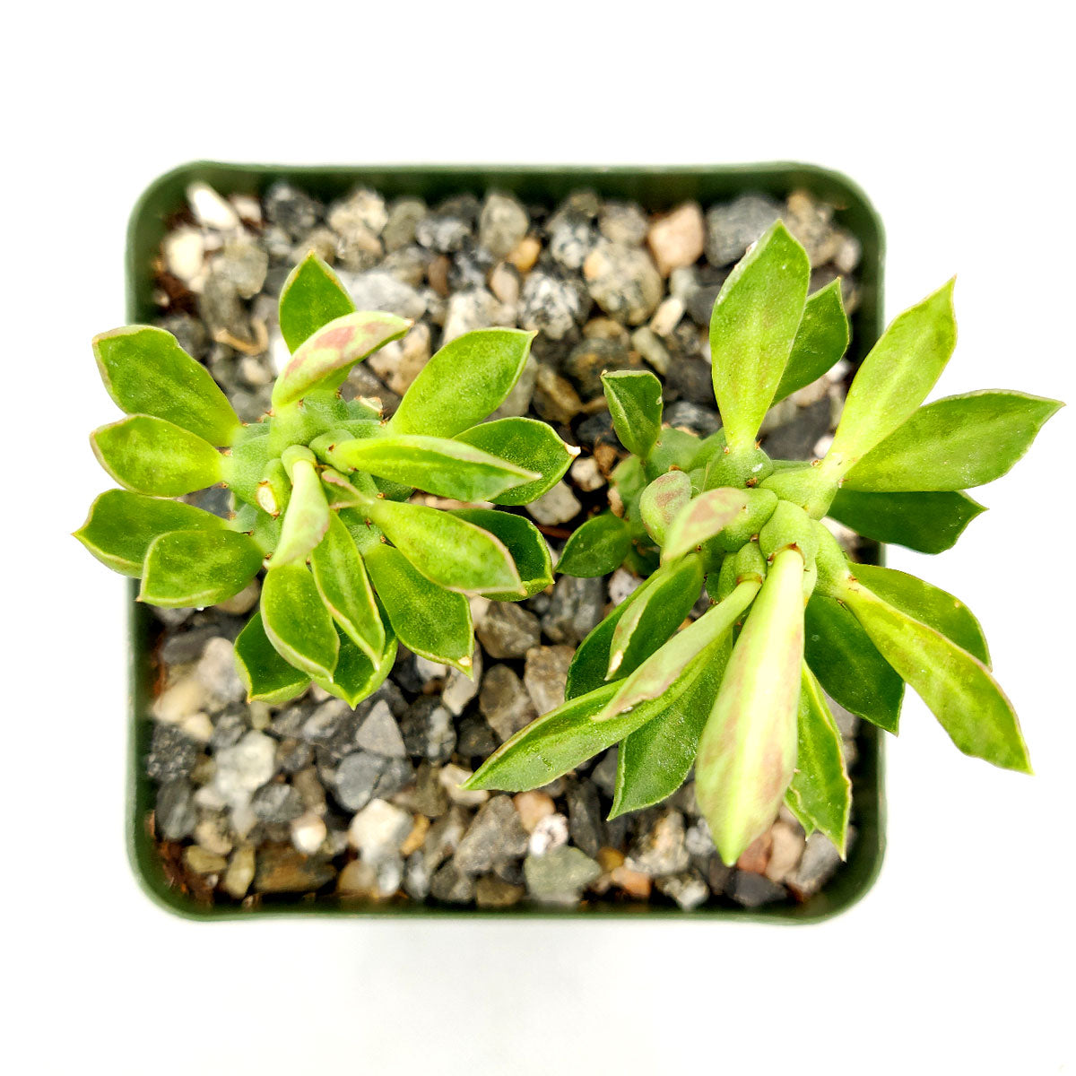 sausage plant succulent Euphorbia Guentheri (Sausage Spurge) | Rare Succulent with Care Guide
