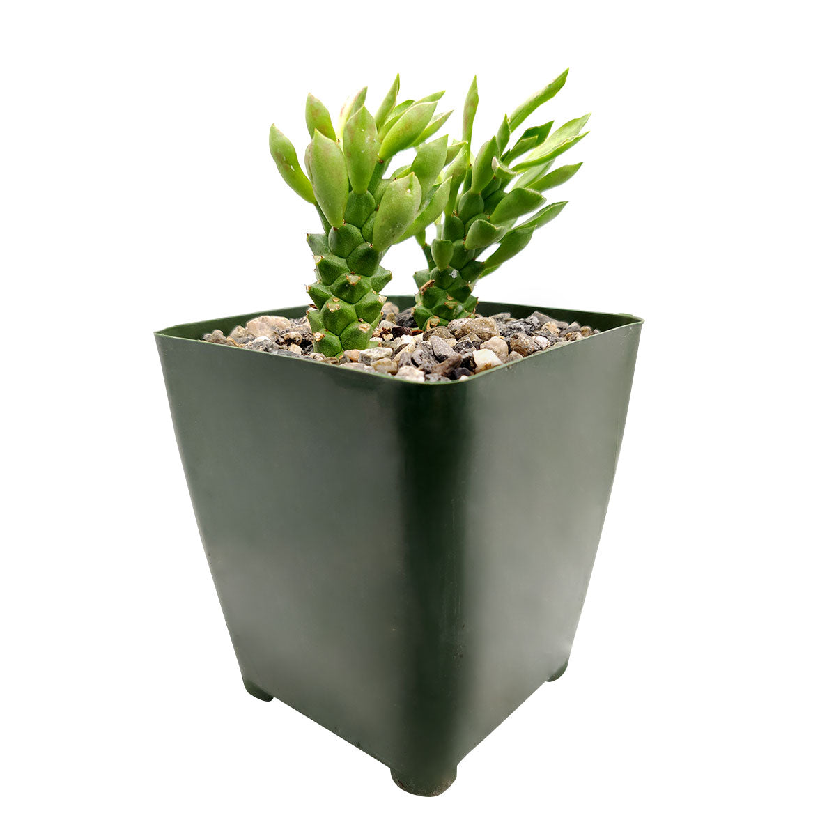 sausage plant succulent Euphorbia Guentheri (Sausage Spurge) | Rare Succulent with Care Guide