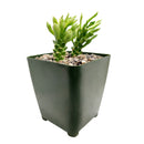 Euphorbia Guentheri succulent for sale, How to take care for Euphorbia Guentheri, Tips for growing Euphorbia Guentheri, rare succulent plant, unique succulent gift decor ideas, monthly succulents, Succulents shop near me, cactus, succulents garden, succulents shop in California, indoor succulents, succulent subscription, succulents store in CA, cactus, cactus succulent, succulent cactus, cacti, cactus and succulents, succulents box, succulent shop, buy succulents online