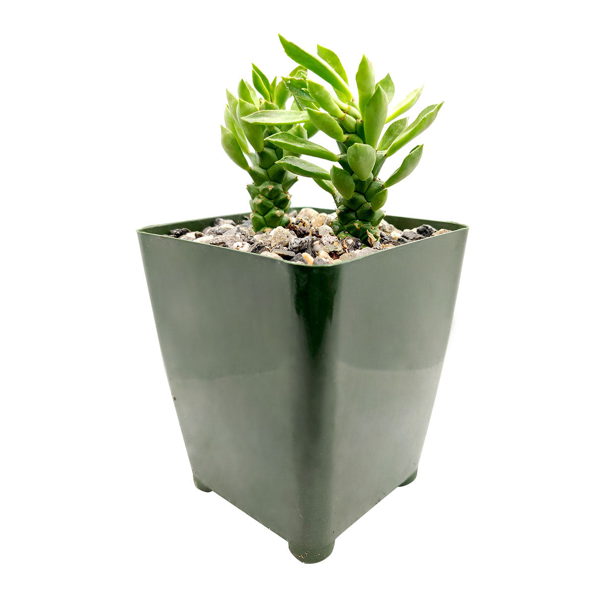 Euphorbia Guentheri succulent for sale, How to take care for Euphorbia Guentheri, Tips for growing Euphorbia Guentheri, rare succulent plant, unique succulent gift decor ideas, monthly succulents, Succulents shop near me, cactus, succulents garden, succulents shop in California, indoor succulents, succulent subscription, succulents store in CA, cactus, cactus succulent, succulent cactus, cacti, cactus and succulents, succulents box, succulent shop, buy succulents online