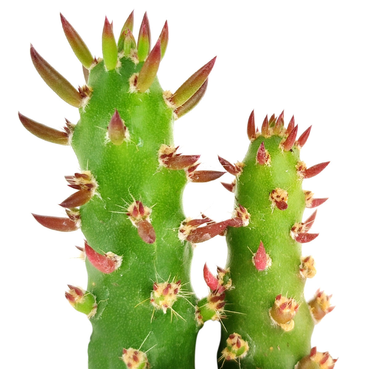 eve's needle succulent Eve's Needle Cactus
