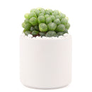 Succulent with Large Modern Cylinder Pot, Unique Succulent Gift Ideas, Succulent in ceramic pots, Succulent Decor Ideas, 4 inch succulent pots for sale, EcoFriendly Succulent Gift Box for Employee, Corporate Gift Succulents For Sale Online, Succulent Thank You Gift Ideas, Thank you gift for your staff in 2023, Customizable Gift Boxes for employees and clients, Office gift for employees, Employee appreciation day 2023 ideas, Succulent Plants for Clients &amp; Employees for sale