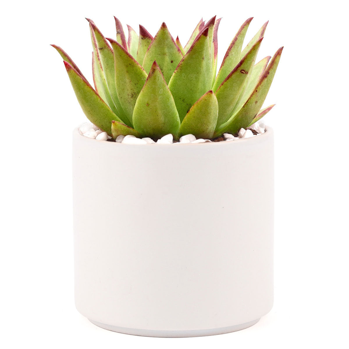 Succulent with Large Modern Cylinder Pot, Unique Succulent Gift Ideas, Succulent in ceramic pots, Succulent Decor Ideas, 4 inch succulent pots for sale, EcoFriendly Succulent Gift Box for Employee, Corporate Gift Succulents For Sale Online, Succulent Thank You Gift Ideas, Thank you gift for your staff in 2023, Customizable Gift Boxes for employees and clients, Office gift for employees, Employee appreciation day 2023 ideas, Succulent Plants for Clients &amp; Employees for sale