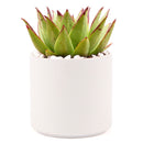 Succulent with Large Modern Cylinder Pot, Unique Succulent Gift Ideas, Succulent in ceramic pots, Succulent Decor Ideas, 4 inch succulent pots for sale, EcoFriendly Succulent Gift Box for Employee, Corporate Gift Succulents For Sale Online, Succulent Thank You Gift Ideas, Thank you gift for your staff in 2023, Customizable Gift Boxes for employees and clients, Office gift for employees, Employee appreciation day 2023 ideas, Succulent Plants for Clients &amp; Employees for sale