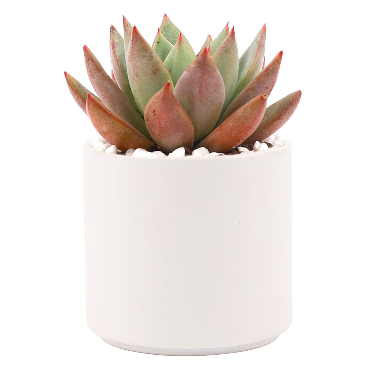 Succulent with Large Modern Cylinder Pot, Unique Succulent Gift Ideas, Succulent in ceramic pots, Succulent Decor Ideas, 4 inch succulent pots for sale, EcoFriendly Succulent Gift Box for Employee, Corporate Gift Succulents For Sale Online, Succulent Thank You Gift Ideas, Thank you gift for your staff in 2023, Customizable Gift Boxes for employees and clients, Office gift for employees, Employee appreciation day 2023 ideas, Succulent Plants for Clients &amp; Employees for sale