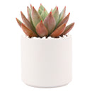 Succulent with Large Modern Cylinder Pot, Unique Succulent Gift Ideas, Succulent in ceramic pots, Succulent Decor Ideas, 4 inch succulent pots for sale, EcoFriendly Succulent Gift Box for Employee, Corporate Gift Succulents For Sale Online, Succulent Thank You Gift Ideas, Thank you gift for your staff in 2023, Customizable Gift Boxes for employees and clients, Office gift for employees, Employee appreciation day 2023 ideas, Succulent Plants for Clients &amp; Employees for sale