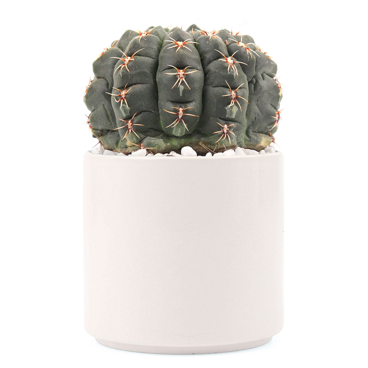 Succulent with Large Modern Cylinder Pot, Unique Succulent Gift Ideas, Succulent in ceramic pots, Succulent Decor Ideas, 4 inch succulent pots for sale, EcoFriendly Succulent Gift Box for Employee, Corporate Gift Succulents For Sale Online, Succulent Thank You Gift Ideas, Thank you gift for your staff in 2023, Customizable Gift Boxes for employees and clients, Office gift for employees, Employee appreciation day 2023 ideas, Succulent Plants for Clients &amp; Employees for sale