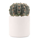 Succulent with Large Modern Cylinder Pot, Unique Succulent Gift Ideas, Succulent in ceramic pots, Succulent Decor Ideas, 4 inch succulent pots for sale, EcoFriendly Succulent Gift Box for Employee, Corporate Gift Succulents For Sale Online, Succulent Thank You Gift Ideas, Thank you gift for your staff in 2023, Customizable Gift Boxes for employees and clients, Office gift for employees, Employee appreciation day 2023 ideas, Succulent Plants for Clients &amp; Employees for sale