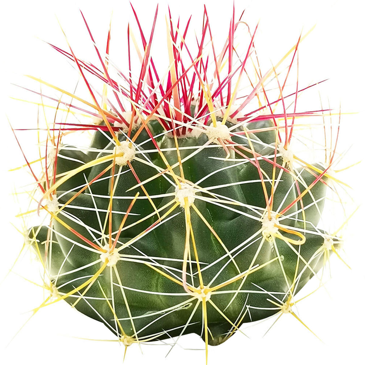 succulent with red spikes Ferocactus Hamatacanthus Britton & Rose Cactus Succulent | Cactus Gift Ideas