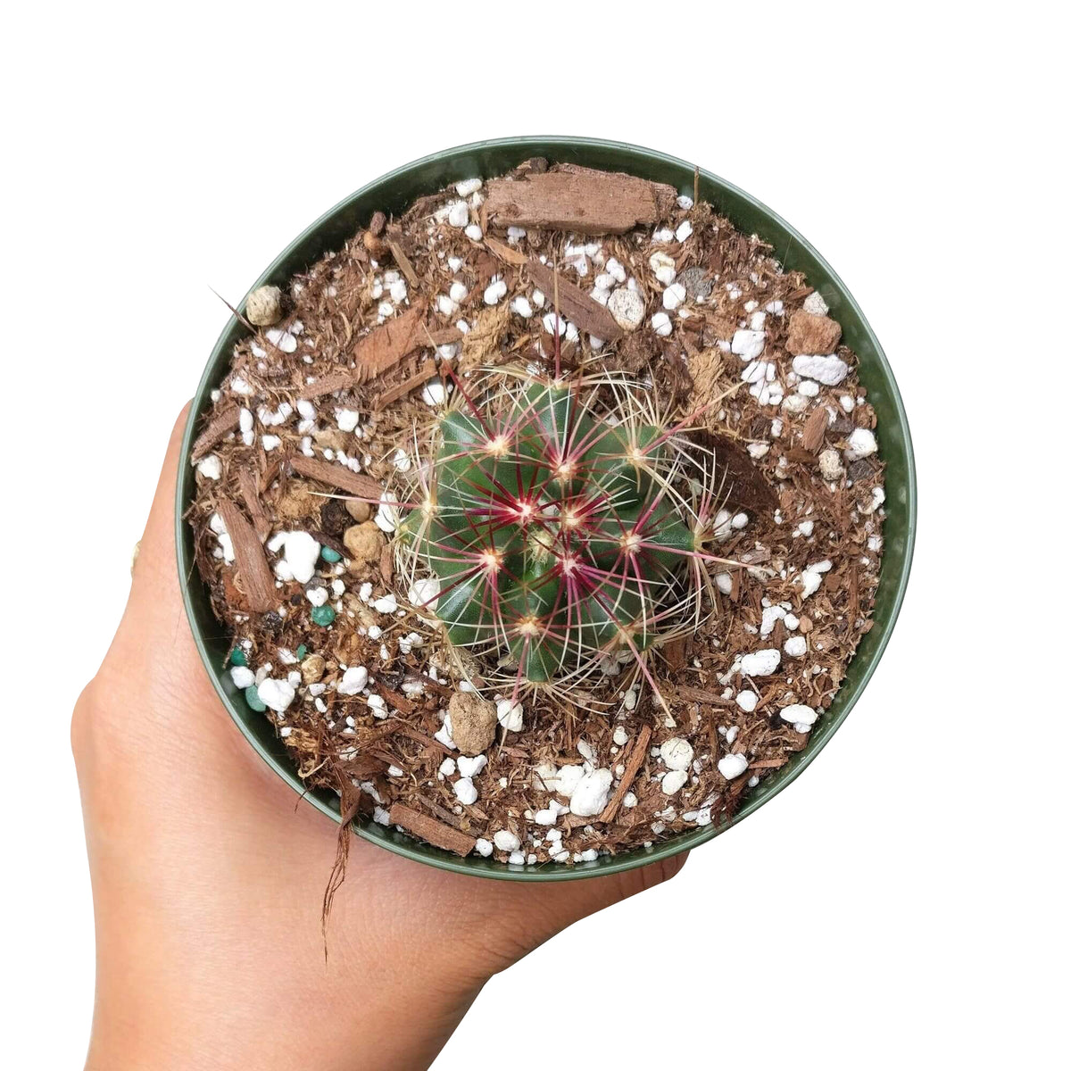 Ferocactus Hamatacanthus Cactus for sale, Britton and rose cactus, How to care for Ferocactus Hamatacanthus Cactus, Tips for growing Ferocactus Hamatacanthus Cactus, cactus, cactus succulent, succulent cactus, cacti, cactus and succulents, succulents box, succulent shop, buy succulents online