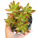 How to care for Sedum Fire Storm Succulent, How to make your succulent pink, How to change succulent color, How to make Sedum Fire Storm turn yellow, Succulent turning pink, How to make succulents change color, How to grow colorful succulents.