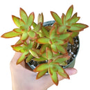 How to care for Sedum Fire Storm Succulent, How to make your succulent pink, How to change succulent color, How to make Sedum Fire Storm turn yellow, Succulent turning pink, How to make succulents change color, How to grow colorful succulents.