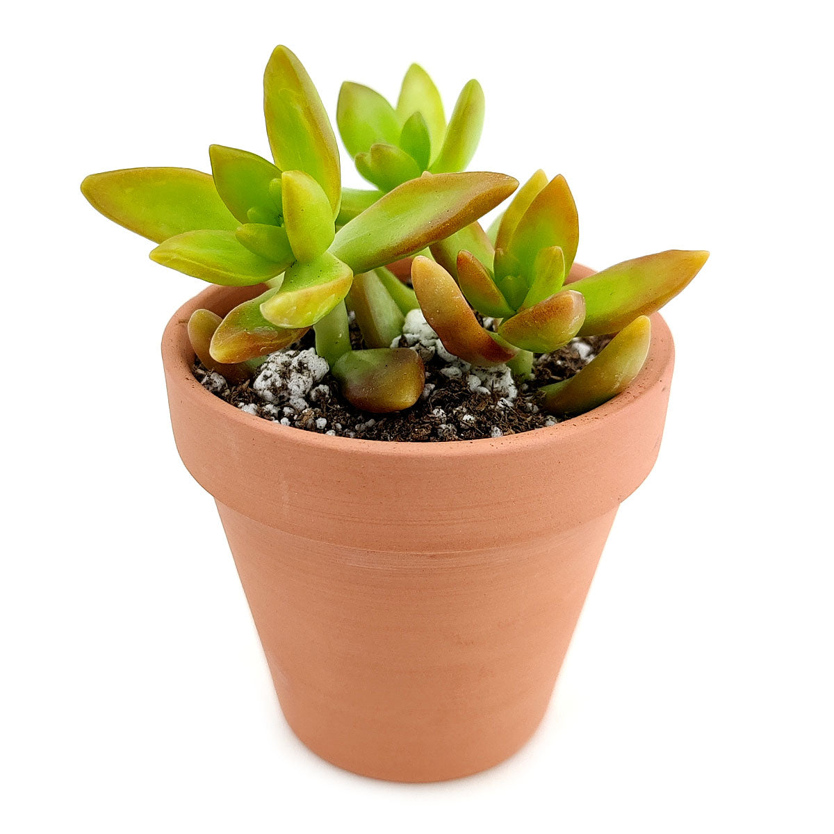 adolphi succulent Sedum Fire Storm Sedum Adolphii Golden Sedum